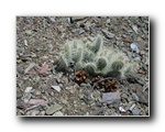 2006-04-30 DV (79) Cactus